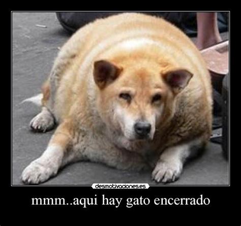 mmm..aqui hay gato encerrado | Desmotivaciones