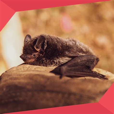 Bats’ Natural Habitat – Pest Supply Canada