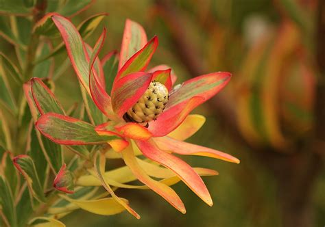 Free Images : nature, blossom, leaf, flower, green, red, botany, yellow ...