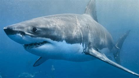 Australian fatal shark attacks: Facts on the most dangerous beaches ...