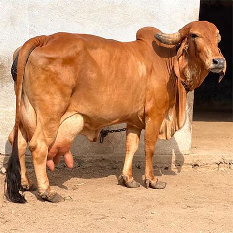 Sahiwal Cattle Breed at 46700.00 INR in Mohali, Punjab | Mansa Dairy Farm