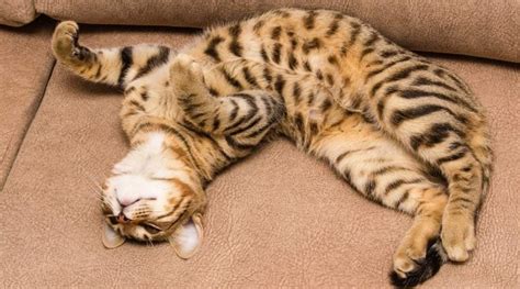 Bengal Tabby Mix: Traits, Facts, & Habits - Love Your Cat