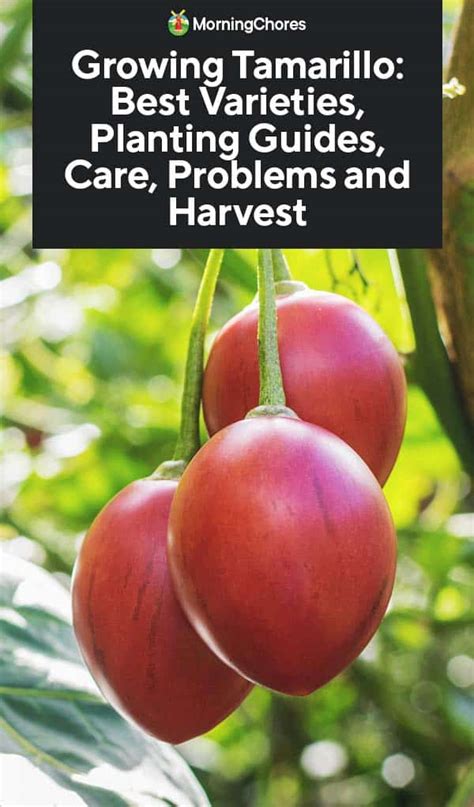 Growing Tamarillo: Best Varieties, Planting Guides, Care, Problems and ...