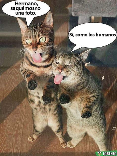 Lo que Piensan los Gatos – Fotosparafacebook.es | Funny cat memes ...