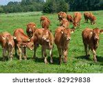 Brown Cow Free Stock Photo - Public Domain Pictures