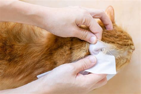 The Best Cat Ear Cleaner: Our Top 7 Picks Reviewed - Veterinarians.org