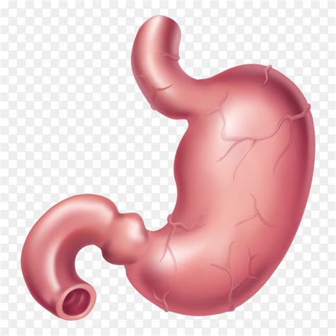 Human being Stomach anatomy shape on transparent background PNG - Similar PNG