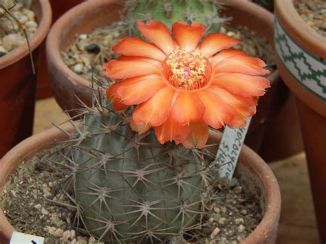 Acanthocalycium glaucum | Cactus pictures, Cactus, Succulents