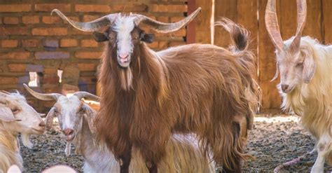 Cashmere Goat Pictures - AZ Animals