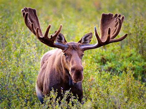 Natural Swedish beauty called Tyresta national park | Moose, Bull moose, Moose hunting