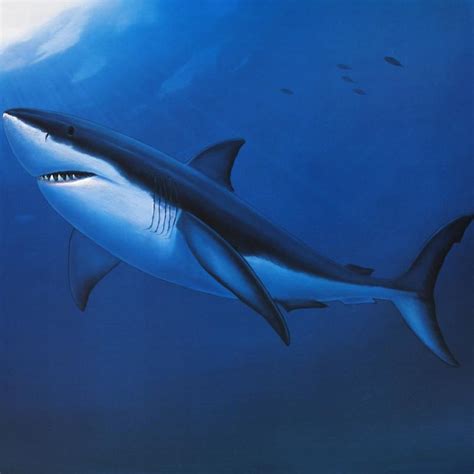 Wyland! "Great White Shark" Poster. | Property Room