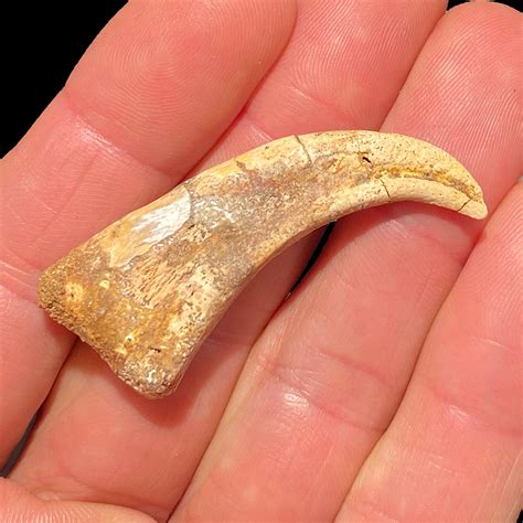 Raptor claw fossil