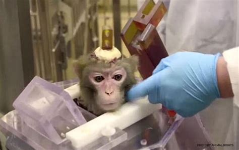 End monstrous experiments on monkeys at Rockefeller U - Citizens for Alternatives to Animal Research