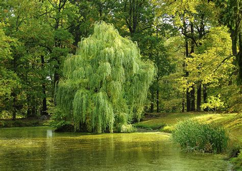 How to Grow: Willows- Grow and Care for Willow Trees and Shrubs