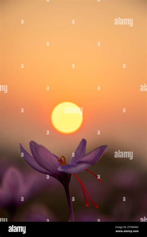 The sun sets over the blooming saffron flower at a field during the ...