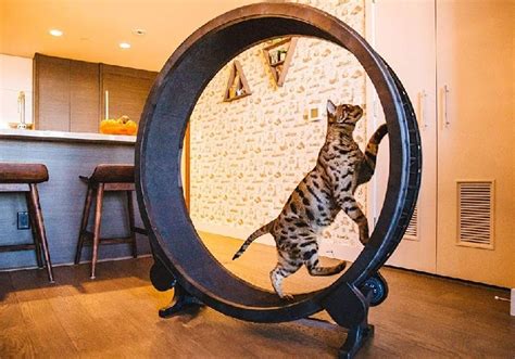 Rover Test Kitties Review The One Fast Cat Exercise Wheel | atelier-yuwa.ciao.jp