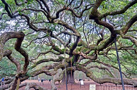 Incredible 1,400-Year-Old Angel Oak Tree is the Oldest East of the Mississippi