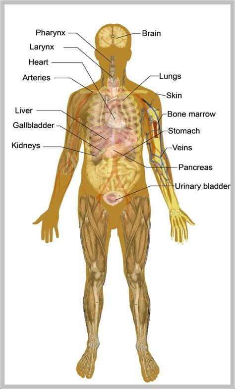 Anatomy System - Human Body Anatomy diagram and chart images | Human Body Anatomy Diagrams