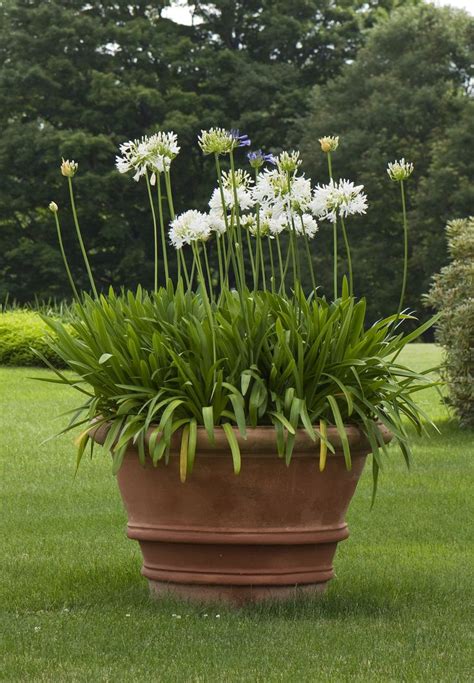 Agapanthus | GARDENS | Pinterest | Gardens, Beautiful and Hold on