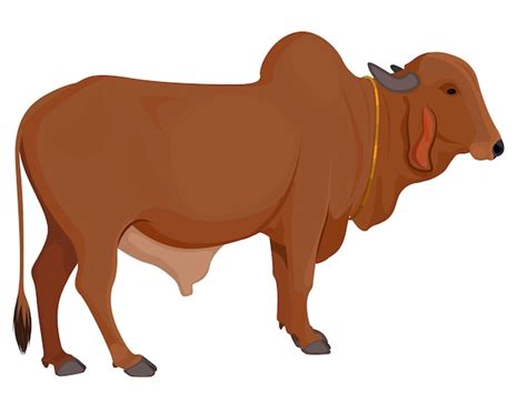 Premium Vector | Indian bull, zebu bull. brahman cattle. vector illustration