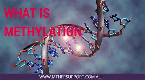 What is Methylation? | MTHFR Support Australia | Methylation, Enzymes activity, Mthfr