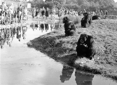 Chester Zoo celebrates 90th anniversary with unique archive photos | Shropshire Star