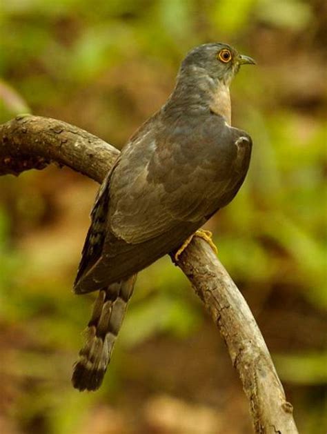 Birds of India | Bird World: November 2016