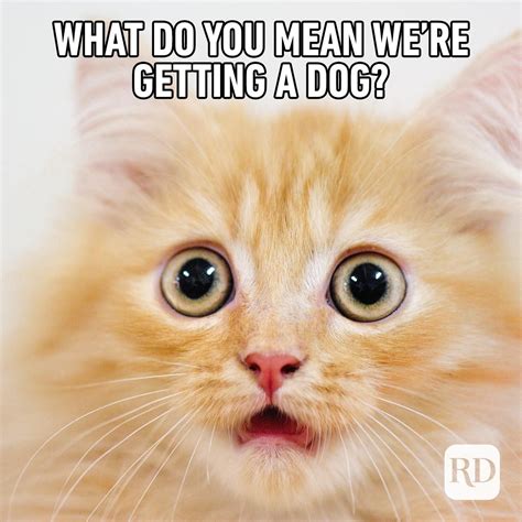 45 Funny Animal Memes | Reader's Digest