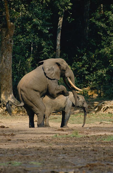 Forest Elephants Mating Photograph by Michael Fay