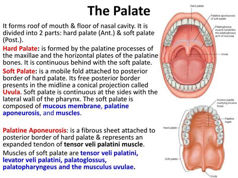 The Floor Of Nasal Cavity Is Formed By Hard And Soft - Home Alqu