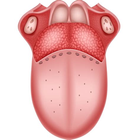 Human Anatomy 4c Diagram Of Tongue