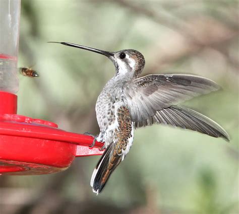 Hummingbirds of North America - 20 Species with pictures - Bird Advisors