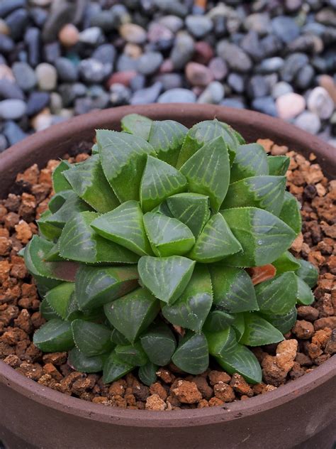 concrete garden — Haworthia retusa