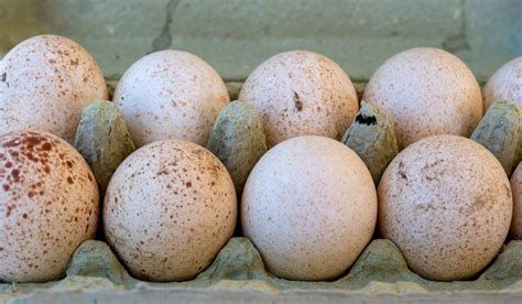 When Do Turkeys Start Laying Eggs (And 11 Other Fun Facts About Turkey Eggs) - Farmhouse Guide