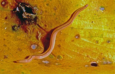 Photos of ribbon worms - Phylum Nemertea