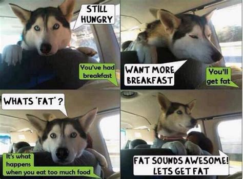 hungry | Fat dogs, Funny dog pictures, Husky funny