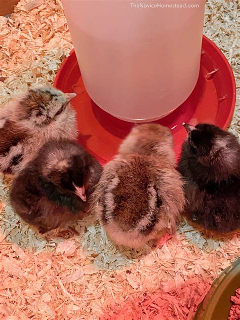 The Complete Guide to Caring for Baby Chicks - The Novice Homestead