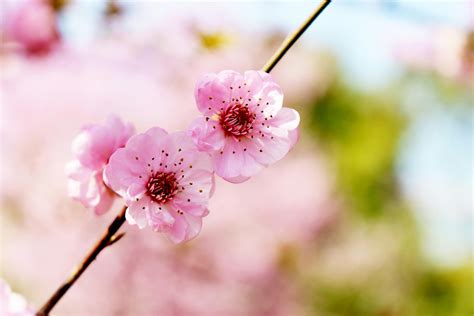 Pink Cherry Blossom Photography