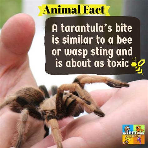 a tarantula's bite is similar to a bee or wasp sting and is about as tonic