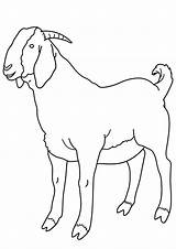 Coloring Pages  Goat For Kids sketch template