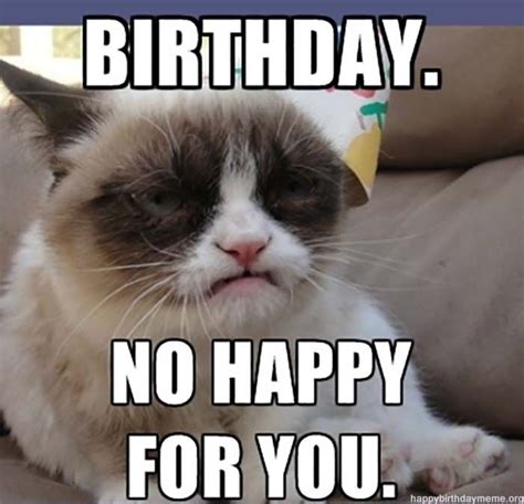 🐱 31 Funniest Cat Birthday Meme | Gif de humor, Chistoso, Funny