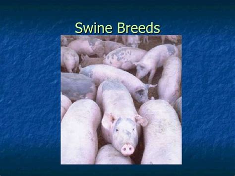 Swine breeds