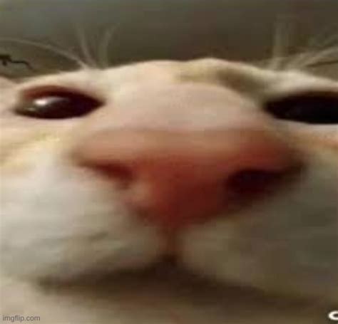 cat stare Blank Template - Imgflip