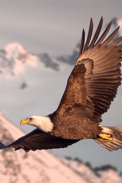 9 Spiritual Meanings When You See an Eagle