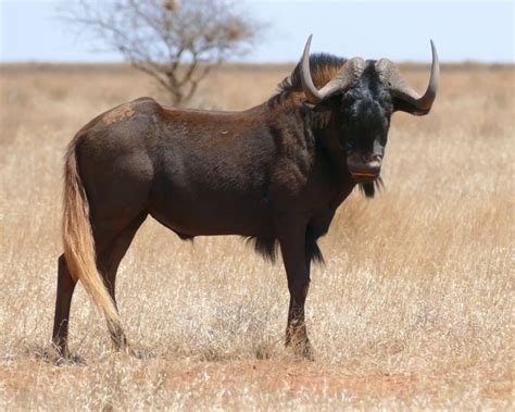 Gnu dalla coda bianca - Fatti, dieta, habitat e immagini su Animalia.bio