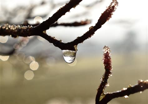 Free Images : tree, nature, grass, branch, blossom, winter, dew, sunlight, leaf, flower, frost ...