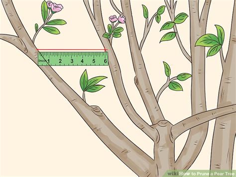 How to Prune a Pear Tree: 12 Steps (with Pictures) - wikiHow