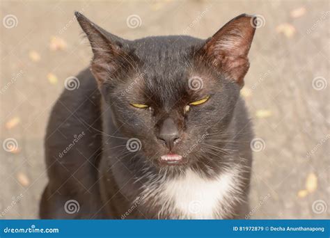 Cat Eye Booger Red - Cat Meme Stock Pictures and Photos