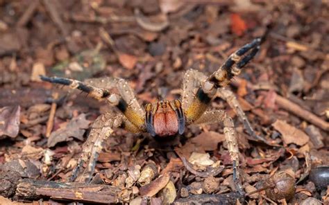 Brazilian Wandering Spider facts - The Spider Blog