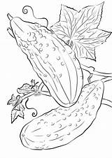 Two Cucumbers Coloring Page  Free Printable Pages For Kids sketch template